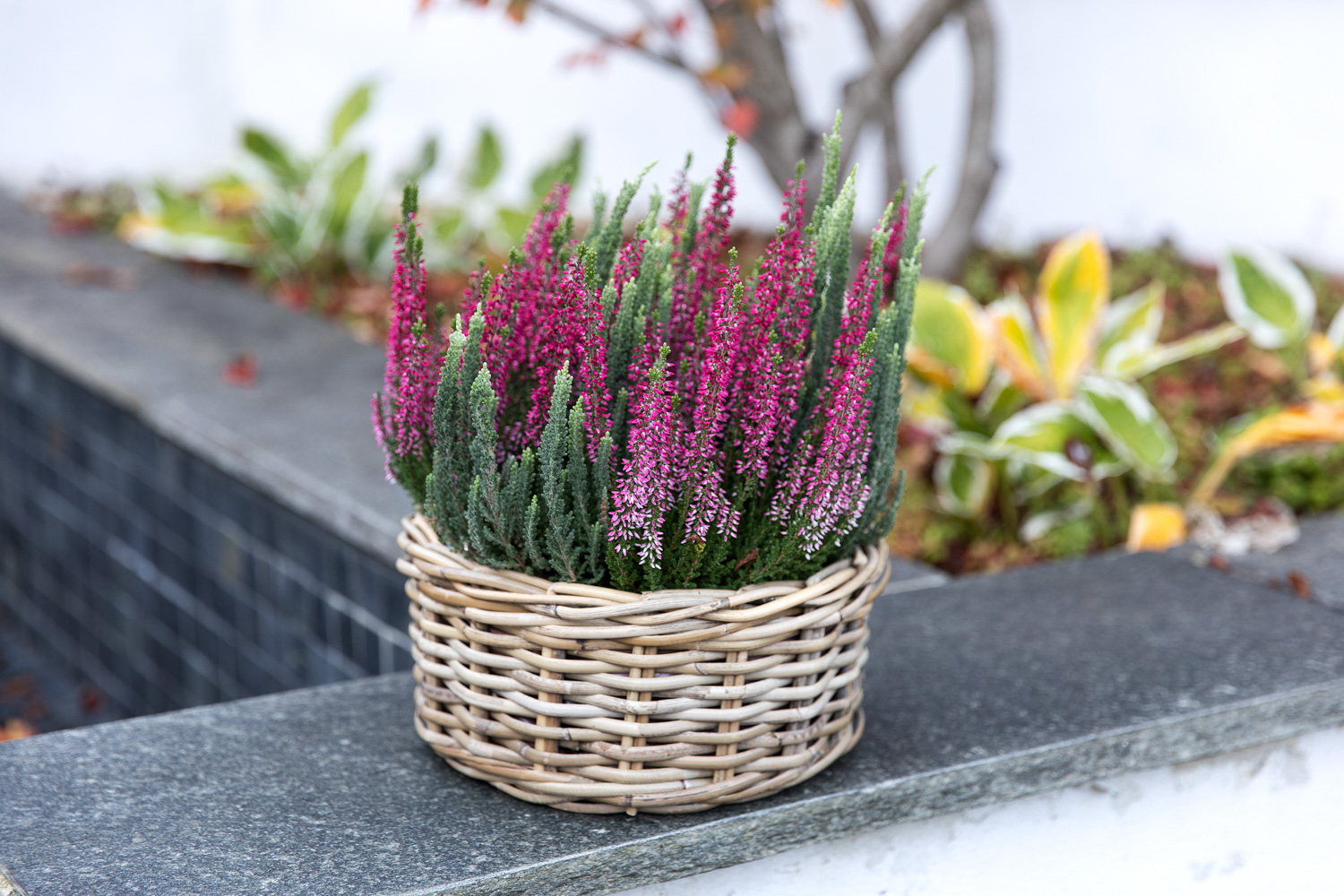 Calluna 'Mintberry'